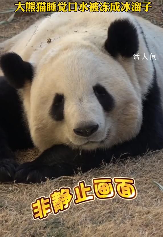 大熊猫睡觉口水被冻成冰溜子 吸引了众人的目光