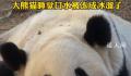 大熊猫睡觉口水被冻成冰溜子 吸引了众人的目光