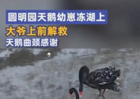 圆明园天鹅幼崽冻湖上大爷踏冰解救 万物有灵感谢好心人
