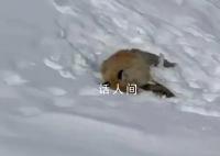 网红狐狸死在雪地里 周围有不少脚印