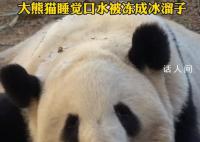 大熊猫睡觉口水被冻成冰溜子 吸引了众人的目光