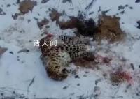 还原东北虎捕杀东北豹搏斗经过 专家：东北豹在家里被害