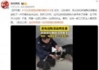 1只边牧被救咕噜咕噜变3只 生下两只小边牧