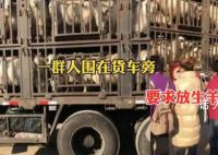 中年男女站在载羊货车旁要求放生 不评价行为只关心交易
