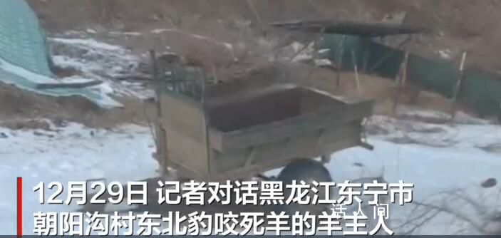 黑龙江一东北豹天天进村找羊吃 当地林草局已在羊圈附近安装监控