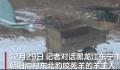 黑龙江一东北豹天天进村找羊吃 当地林草局已在羊圈附近安装监控