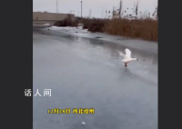 大鹅落单后一路疯狂追赶 用力挥动翅膀