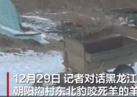 黑龙江一东北豹天天进村找羊吃 当地林草局已在羊圈附近安装监控