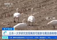 日本遭遇最严重禽流感疫情 扑杀家禽1700多万只