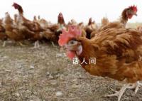 蝇类可能参与禽流感病毒传播 这为禽流感防控提供了新思路