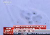 捕食了73号东北豹的东北虎是谁 调查工作已取得巨大进展