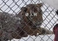 东北虎遇见南方小土豆秒变咪咪 东北虎：这位南方小土豆请叫我咪咪