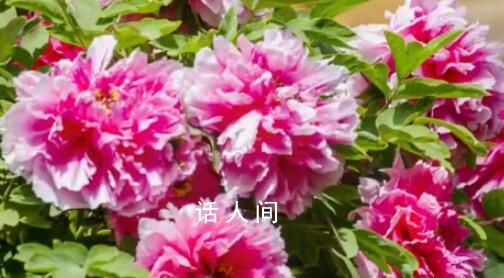 30秒看故宫的春夏秋冬 描写故宫的春夏秋冬