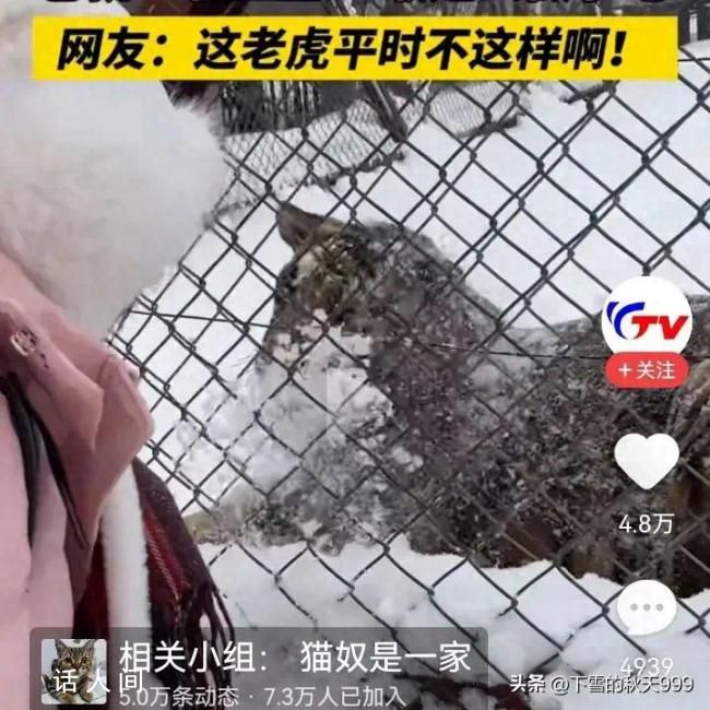 白狐出来接客 东北虎被泼雪