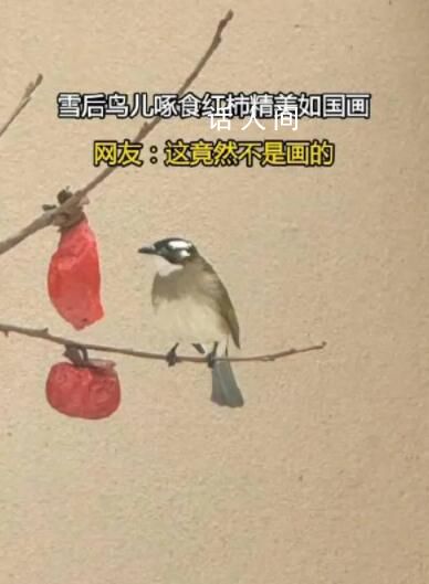 雪后鸟儿啄食红柿神还原国画 让人眼前一亮