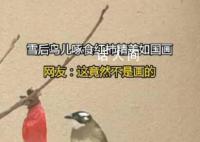 雪后鸟儿啄食红柿神还原国画 让人眼前一亮