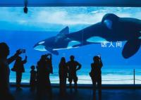 虎鲸宝宝出生即200公斤 一起为虎鲸宝宝送上了满月祝福
