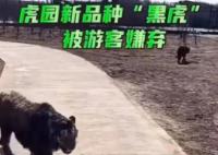 “二埋汰”成东北虎里最红的仔 二埋汰到底是谁啊