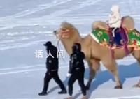 哈尔滨雪地里有骆驼了 以前从来没有这些项目
