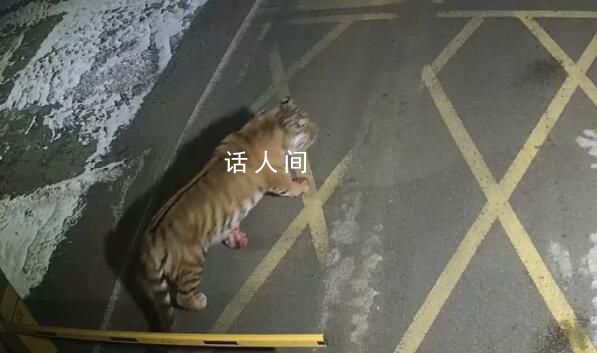 矿区凌晨惊现东北虎 还咬死一只狗