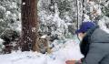 女生和虎宝宝玩雪 老虎无还手之力