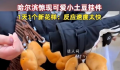 哈尔滨惊现小土豆挂件 圆圆乎乎超级可爱