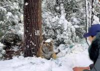 女生和虎宝宝玩雪 老虎无还手之力