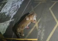 矿区凌晨惊现东北虎 还咬死一只狗