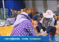 广西送砂糖橘答谢东北老铁 200吨砂糖橘紧急发往哈尔滨赠送东北老乡