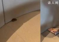 男子遇老鼠霸座 店员:没老鼠不可能