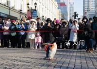 哈尔滨旅游是如何火出圈的 哈尔滨旅游为什么这么火