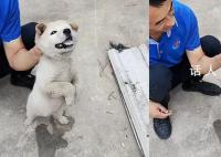 狗狗偷咬主人被抓包急忙捂嘴 网友辣评：小狗防住了一个大嘴巴子
