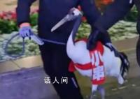 鹤岗丹顶鹤出现在哈尔滨中央大街 把家底全掏出来了