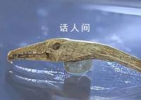 黑龙江不只有冰雕还有骨雕 远古肃慎族用一根兽骨把鹰雕活了