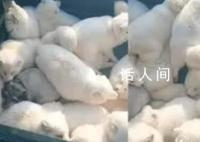 一车白狐即将运往哈尔滨 主打的就是一个有求必应