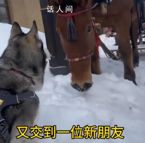 南方哈士奇到东北拉雪橇狂飙5公里 主人称需要一路刹车
