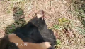 黑熊爬上高压电塔触电死亡 黑熊遗体已交森林公安无人员受伤