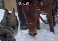 南方哈士奇到东北拉雪橇狂飙5公里 主人称需要一路刹车