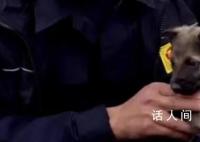 警犬父母生下幼犬取名110 民警说它一看就是当警犬的料