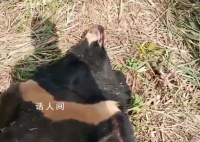 黑熊爬上高压电塔触电死亡 黑熊遗体已交森林公安无人员受伤
