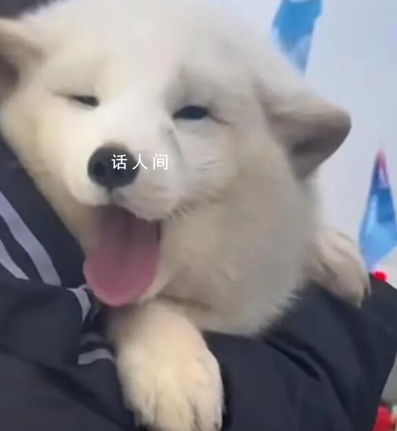 哈尔滨的白狐已经熬出黑眼圈 因过度互动出现疲惫现象