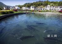 哈尔滨回礼时才知道川川有多陌生 让四川各地的网友忙成一片
