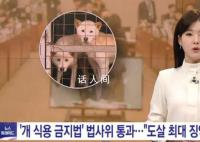 韩国国会通过禁食狗肉法案 3年之后将对违法行为进行处罚