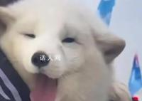 哈尔滨的白狐已经熬出黑眼圈 因过度互动出现疲惫现象