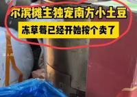 哈尔滨冻草莓都开始按个卖了 独宠南方小土豆