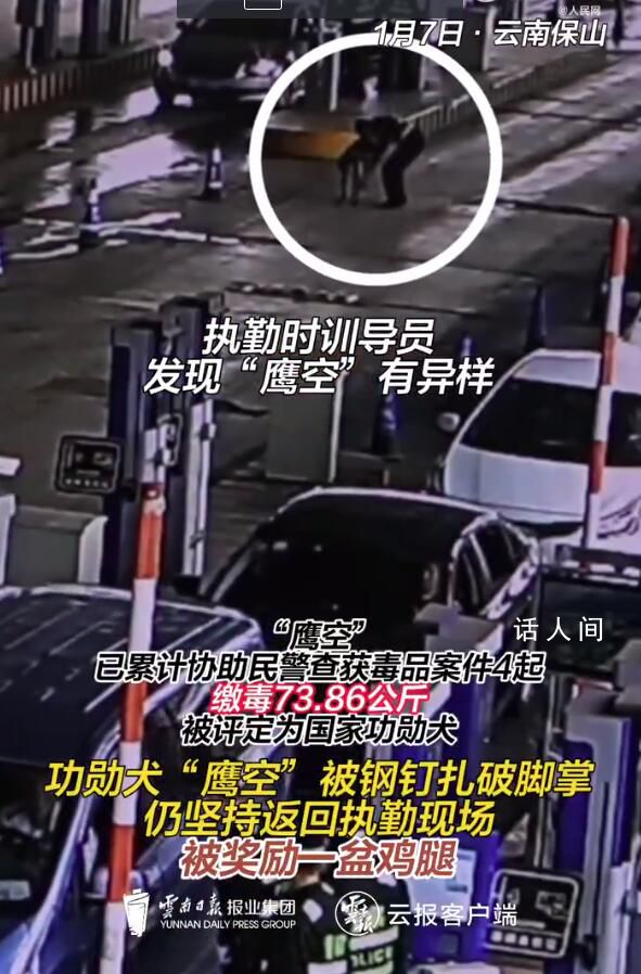 功勋犬执勤被钢钉扎破脚掌 缴毒73.86公斤