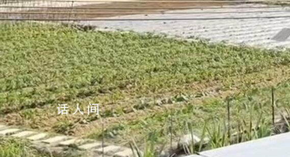深圳一村因火灾频繁禁止居民种菜 通知属实