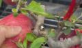 花488买了盆假苹果盆栽 每颗苹果都是用钉子钉上去的