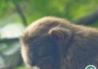 峨眉山回应将灵猴回礼“尔滨” 在和相关部门对接