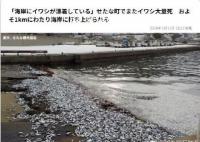 日本北海道海岸再现大量死鱼 回应：鱼群可能是为了逃避捕食而被冲上沙滩
